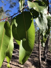 Corymbia henryi
