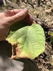 Grewia latifolia