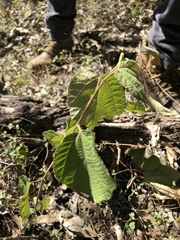 Grewia latifolia