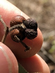 Grewia latifolia