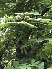 Aesculus hippocastanum