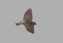 Petrochelidon fluvicola