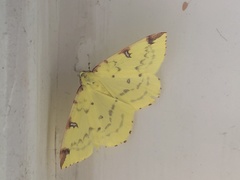 Opisthograptis luteolata