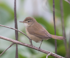 Acrocephalus agricola
