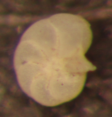 Elphidium excavatum