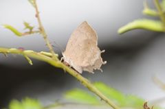 Surendra quercetorum