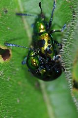 Platycorynus decemnotatus