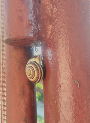 Cepaea nemoralis