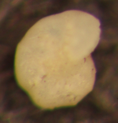 Elphidium excavatum