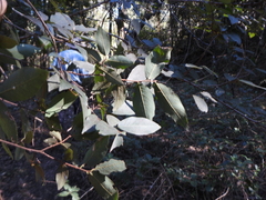 Bridelia leichhardtii