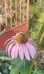 Cepaea nemoralis