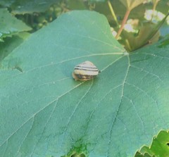 Cepaea nemoralis
