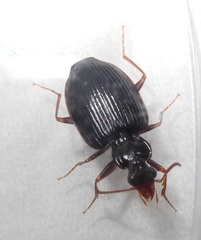 Carabidae