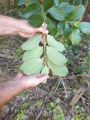 Viburnum odoratissimum