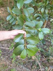 Viburnum odoratissimum