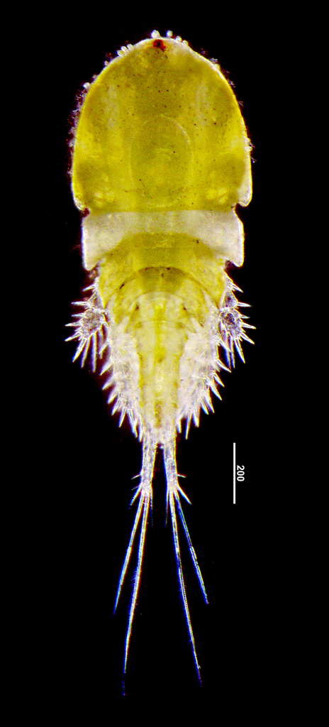 Acanthocyclops americanus