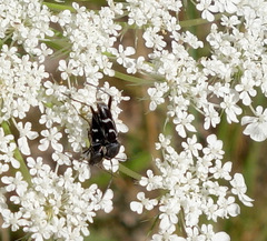 Chlorophorus sartor