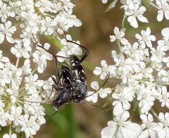 Chlorophorus sartor