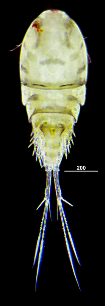 Eucyclops macruroides