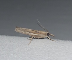 Fissicrambus profanellus