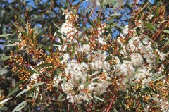 Eucalyptus calycogona