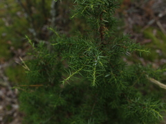 Juniperus communis