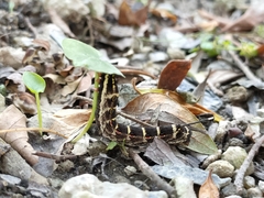 Theretra oldenlandiae