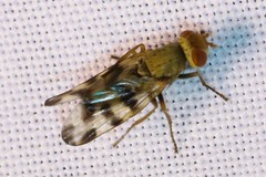 Melieria crassipennis