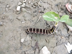 Theretra oldenlandiae