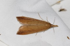 Schoenobius gigantella