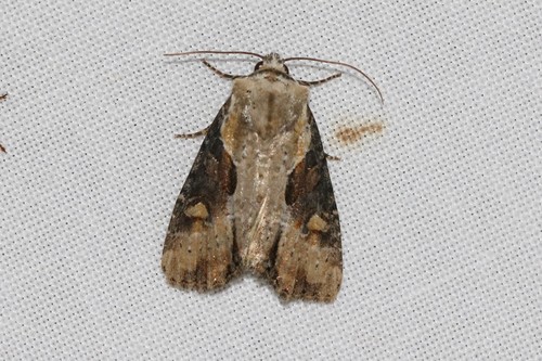 Double-lobed Moth