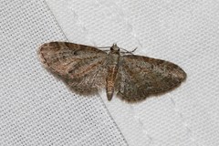 Eupithecia tenuiata