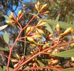 Eucalyptus calycogona