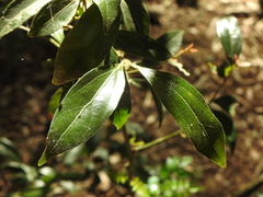 Cryptocarya triplinervis pubens