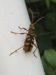 Chlorophorus quinquefasciatus