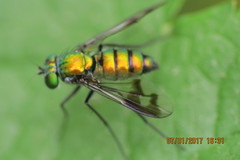 Condylostylus occidentalis