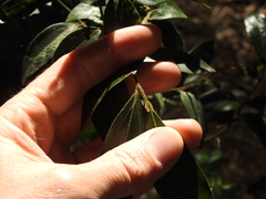 Cryptocarya triplinervis pubens