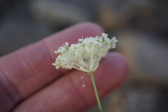 Perideridia parishii latifolia