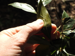 Cryptocarya triplinervis pubens