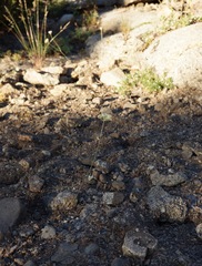 Perideridia parishii latifolia