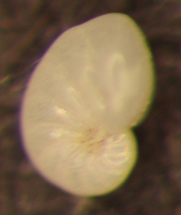 Nonionella basispinata