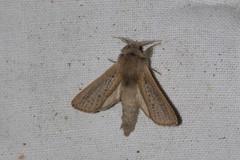 Phragmataecia castaneae