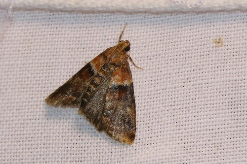 Warted Knot-horn, Ede, Nederland, photo 7 of 10