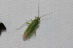 Orthotylus marginalis