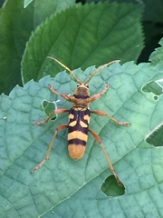 Chlorophorus quinquefasciatus
