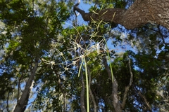 Dendrobium teretifolium