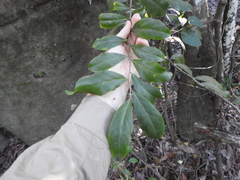 Siphonodon australis