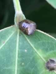 Megacopta punctatissima