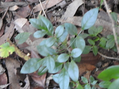 Pandorea jasminoides