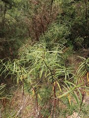 Veronica stenophylla stenophylla